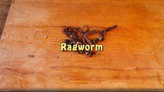 Bass Fishing Baits - How To Fish Ragworm
