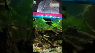 Acclimating new fish  #shorts #shortsvideo #trending #trendingshorts #viral #fish #aquarium