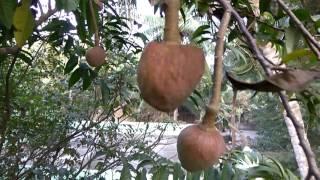 Red Custard Apple,Ramphal Fruit Plant/Tree