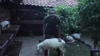 Tugas Vidio handling Kambing_Luhur Sukma Nagara_200110190294