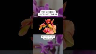 The Myth of Orchid Flowers #mythology #orchid #funfact