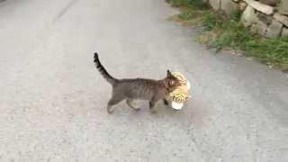 My cat went to the neighbours to borrow a tiger plush toy :)