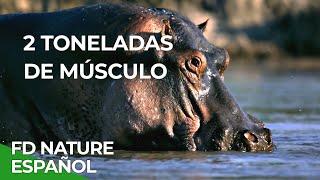 Rivales de Sangre: Hipopótamo vs León | Free Documentary Nature - Español