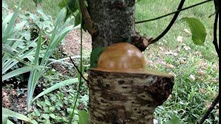 Emerging Bowl From Apple Tree Wood Turning