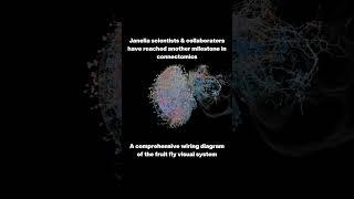 Janelia reveals connectome of the fruit fly visual system  #science #shorts #biology #research