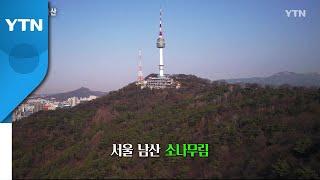 산림문화자산 1편 - 서울 남산 소나무림  / YTN