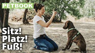 Hunden „Sitz“ beibringen | Dogschool | PETBOOK