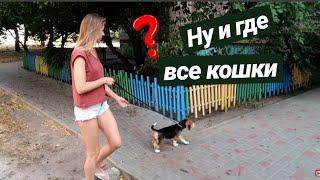 ПРИУЧАЮ ЩЕНКА К ПОВОДКУ / ПЕРВАЯ ПРОГУЛКА НА УЛИЦЕ