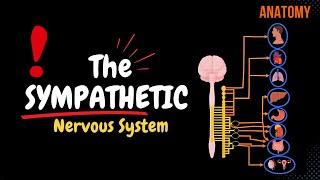 Sympathetic Nervous System: Animated Scheme (Ganglia, Neurons, Plexuses)