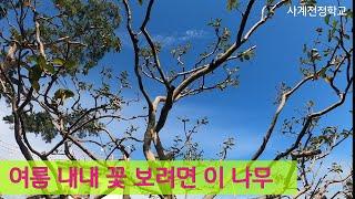 여름 내내 꽃 보려면 이 나무 #219사계전정학교 24.10