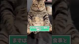 ネコさんの動画見て笑ったら寝ろwwwwwww