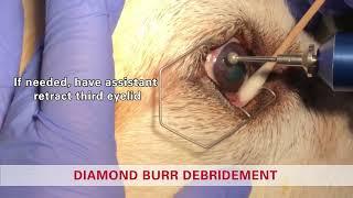 Diamond burr debridement in a dog - Non healing corneal ulcer (SCCED, 'Boxer' ulcer)