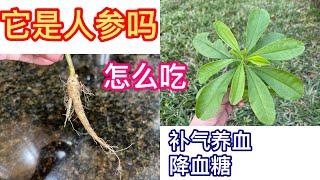 （53）它是人参吗？怎么吃？最佳中药植物 人参菜补气养血、降血糖、润肺止咳、消肿解毒Michelle garden 美国生活