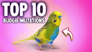 Top 10 Budgie Colors, Varieties & Mutations