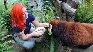 Senior Red Panda Moshu Enjoys Special Care, Snacks