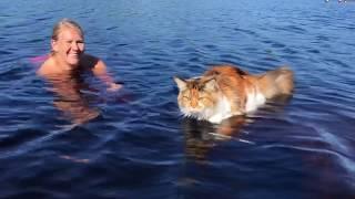 Maine Coon Cat: Trust And Love Between Cat And Owner.