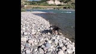 #flyball!! #jacksonhole #wyoming  #labradorretriever #bordercollie #rescuedog #mountains