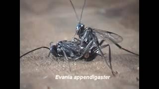 Parasitic Wasps Evania as Parasitoids of Cockroaches