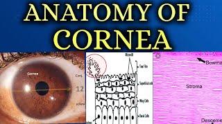 ANATOMY OF CORNEA made easy