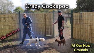 Crazy Cockapoo 1:1 Dog Training Session With Professional Dog Training !