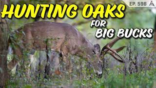 Common mistakes When Hunting oak trees for Deer! How To Find Oak Trees for deer hunting!