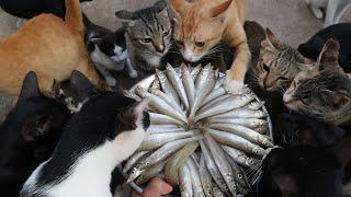 Cats eating raw fish