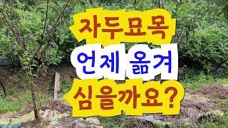 자두묘목 언제 옮겨 심을까요?