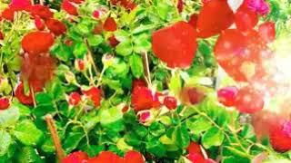 Md KAMRUL Hassan ctg