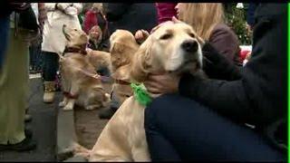 Therapy dogs comfort Newtown