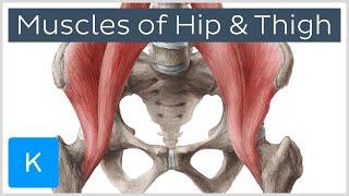 Muscles of the Hip and Thigh - Human Anatomy | Kenhub