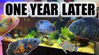 The 180 Gallon South American Cichlid Tank | A Complete Overview