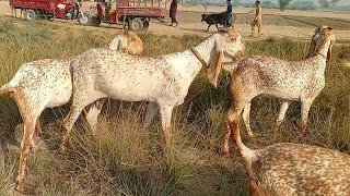 madrasa bakra Mandi latest update makhi cheeni baccho wali bakriyan Ajmal TV Hasilpur 03086171529