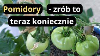 POMIDORY- co warto teraz zrobić żeby mieć obfite plony pomidorów w ogrodzie, kluczowe zabiegi