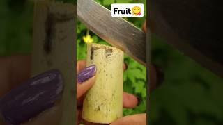 Organic Fruit Farming #fruitfarming #fruit #sugarcane #organic #fruitcutting #@Food-home14G