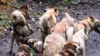 Summer Dog Sledding in Seward, Alaska