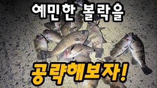 낮에서 밤으로 넘어가는 볼락 시즌! 참고하면 좋은 입질패턴