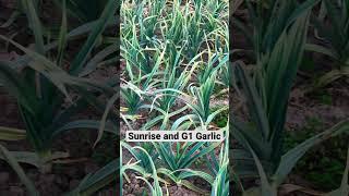 Sunrise and G1 garlic #garlic #g1short #farming #agriculture #vegetables #g1