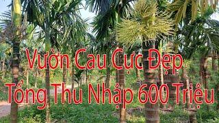 Vườn Cau Quá Đẹp Tổng Thu Nhập 600 Triệu Trên Năm