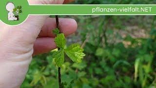 Kratzbeere - Erste Boten - 22.04.18 (Rubus caesius) - essbare Wildpflanzen bestimmen