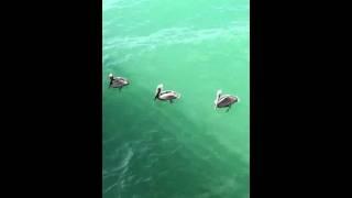 Pelicans by the pier