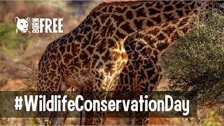 Wildlife Conservation Day