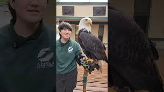 How much does a Bald Eagle weigh?  #BirdsofNorthAmerica #AlaskanNature #DidYouKnow