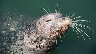 Seal-whisker-inspired Sensing