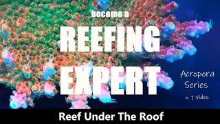 Learn EVERYTHING u need to know about Acropora Husbandry in Under 15min. (Top 5 Main Points)