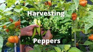 Harvesting Peppers in January. Zone 9b. Ghost pepper, Habanero, Chili