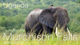 Murchison falls National park