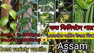 vanilla farming in Assam  / best variety vanilla for Assam