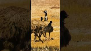 The untold story of the Emu War (1932) #dailyinspiration #inspirational #emu #urbanlegends #war