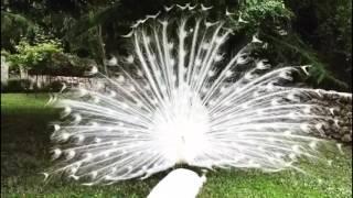 White peacock opening feathers. The most beautiful white peacock