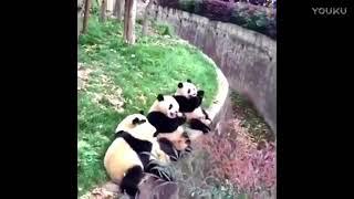 Chinese panda  4只小熊猫排排坐, 等待食物到嘴里来!超清版